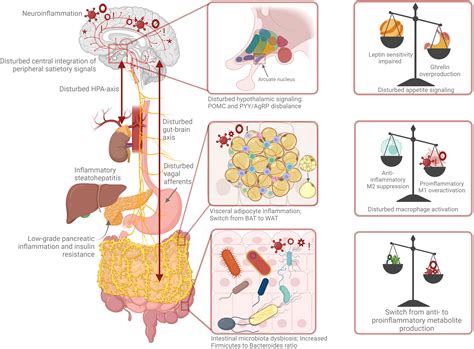 Frontiers Acupuncture As Multi Targeted Therapy For The