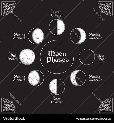 Antique style moon phases circle Royalty Free Vector Image