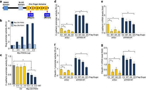 The P21 Activated Kinase 4 Slug Transcription Factor Axis Promotes