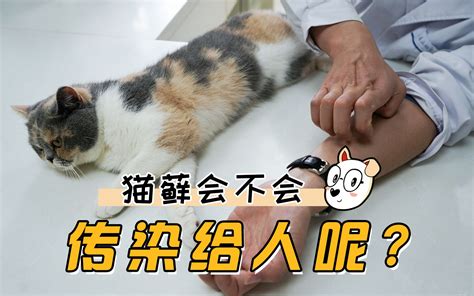 猫藓会传染给人吗？养猫小技巧，你知道多少？ 哔哩哔哩 Bilibili