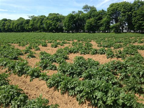 Potato Blackleg Caused By Dickeya | Vegetable Pathology – Long Island