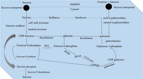 Regulation Of Invertase And Sucrose For Improving Tomato Fruit Flavor