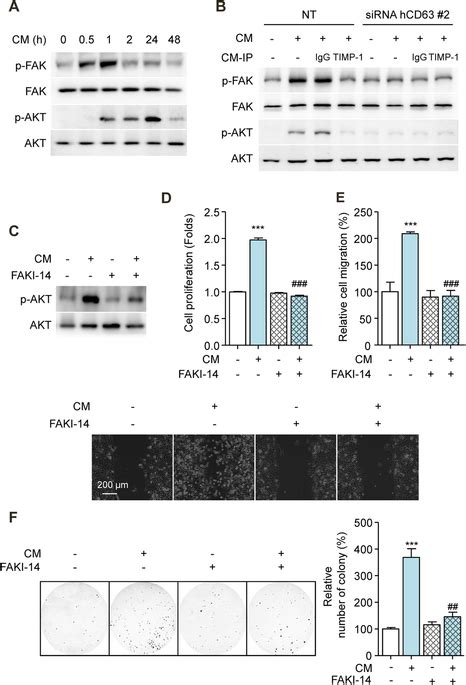 Secreted Timp 1 Activates The Fak Signal Transduction Pathway In Hcc