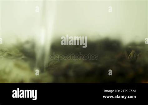 Tea Floating In Boiled Water Macro Boiling Water Poured Into A Kettle