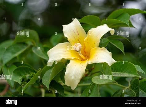 Baobab tree flower Stock Photo - Alamy