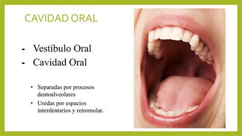 Cavidad Oral Y Faringe Ppt