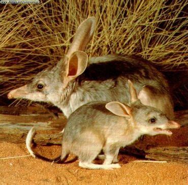 weird animals | Australia animals, Weird animals, Animals