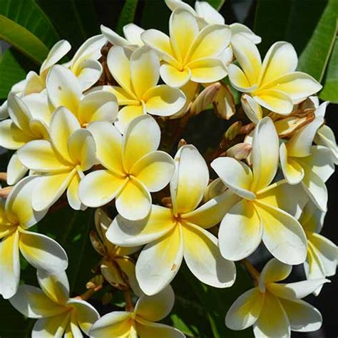 Frangipanis Direct Noosa Nursery And Wholesale