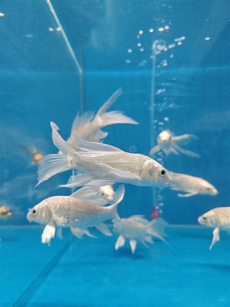 Variety Species of Freshwater Fishes in the Aquarium. Stock Photo - Image of black, fresh: 328263116