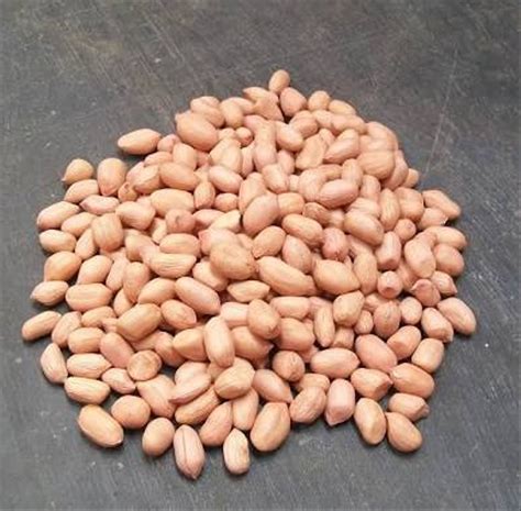 Harga Kacang Tanah Sekilo Panen Kacang Tanah ANTARA Foto Biji