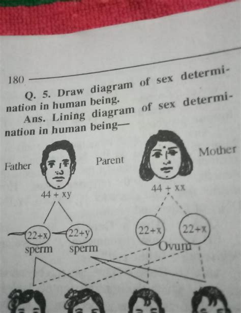 180 Q 5 Draw Diagram Of Sex Determination In Human Being Ans Lining D