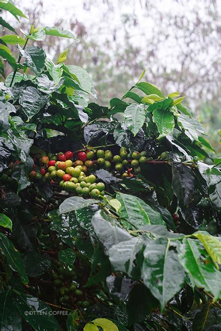 MENJELAJAHI TANAH GAYO BAGIAN 1 MENANDANGI KEBUN KOPI DI ACEH TENGAH