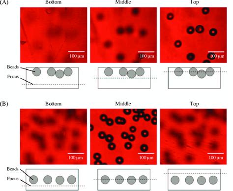 Microscopic Photographs As A Function Of The Heights Of The Liquid Download Scientific Diagram