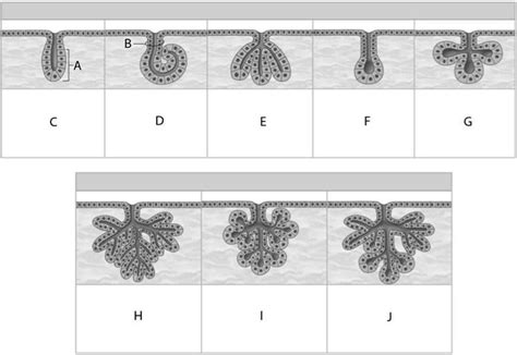 Exocrine glands Diagram | Quizlet