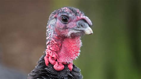 Farmers Weekly Podcast Episode 77 Turkey Shortage And Prospects For