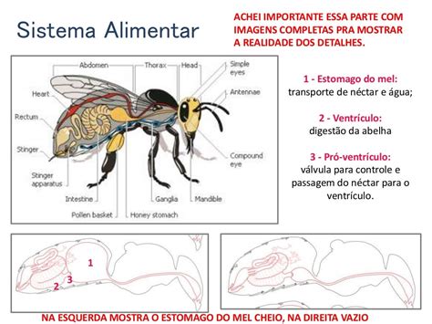 Morfologia Das Abelhas E Sistemas