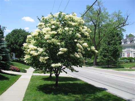 Ivory Silk Lilac Tree | Trees That Please