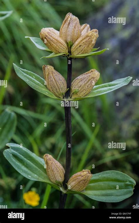 Spotted Gentian Gentiana Punctata Stock Photo Alamy