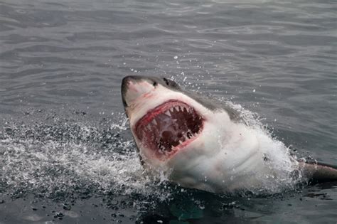 800 Lb Shark Is Headed Towards The Shore And You Can Track Her