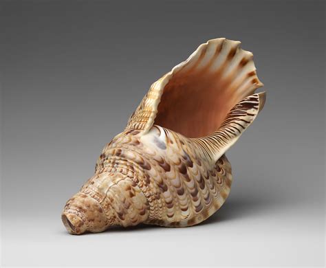 Conch Shell Trumpet Melanesian Vanatuan The Metropolitan Museum