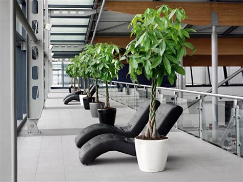 Пахира акватика, фото