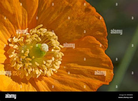 Iceland Poppy Hi Res Stock Photography And Images Alamy