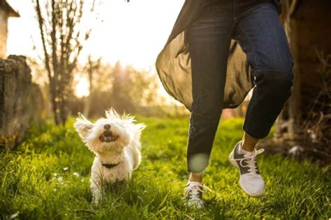 Guía completa para elegir un pienso adecuado para perros