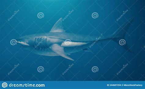 Great White Shark Side Views Wide-angle Photo. Stock Illustration ...