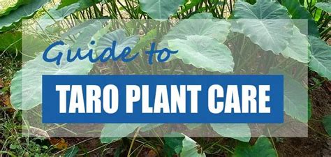 How To Plant And Grow Taro Colocasia Esculenta Pond Informer