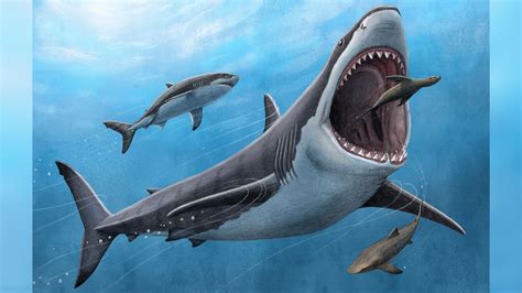 Scientists find new clue in what led to megalodon’s demise - WSVN 7News ...