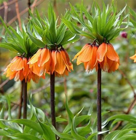 Fritillaria Imperialis Aurora — Plant Wholesale Floraccess