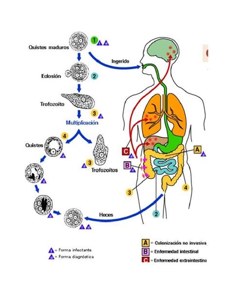 Ciclos Biologicos Pdf