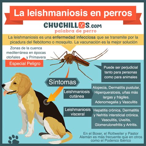 Te Explicamos Lo M S Importante Sobre La Leishmaniosis En Perros