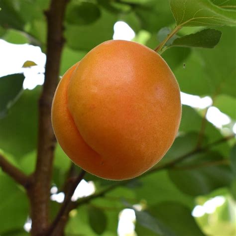 Buy apricot apricot 'Robada (PBR)'