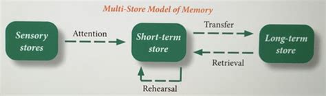 Multi Store Model Of Memory MSM Flashcards Quizlet