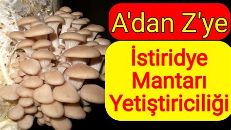 İstiridye Mantarı Nasıl Yetiştirilir İstiridye Mantarı Kompostu