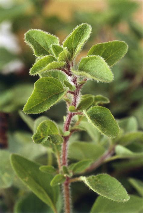 Greek Oregano