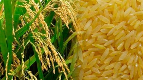 Arroz Dorado El Polémico Cultivo Transgénico