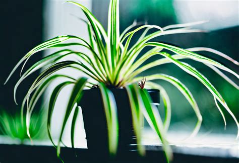 Spider Plant Chlorophytum Comosum Care Guide Indoor Gardening And Plants