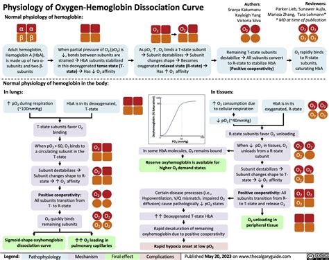 Physiology of Oxygen-Hemoglobin Dissociation Curve | Calgary Guide