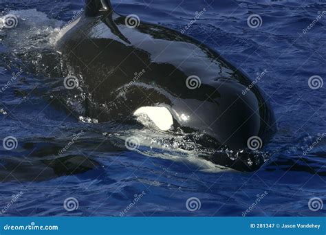 Orca Eye editorial photography. Image of california, theme - 281347