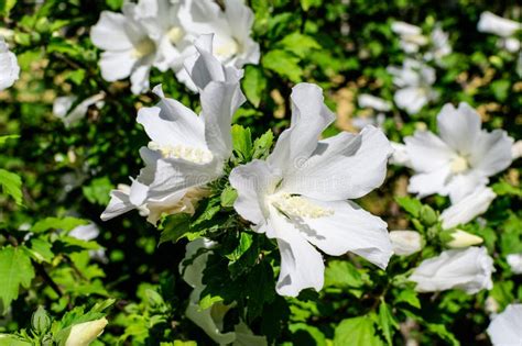 One White Flower Of Hibiscus Syriacus Plant Commonly Known As Korean Rose Rose Of Sharon