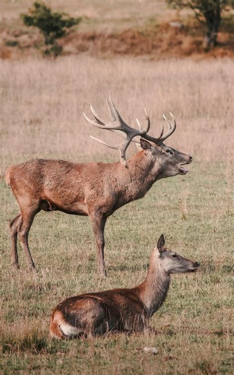 Vivez Le Brame Du Cerf La R Serve Des Monts Dazur Destination C Te