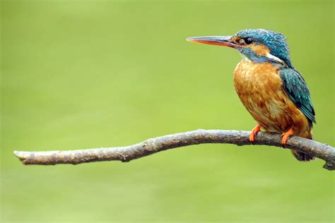 Nature Reserves Cuskinny Marsh Birdwatch Ireland