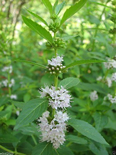 Mentha Arvensis How To Grow Care