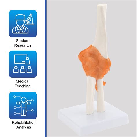 Life Size Human Elbow Joint Model Anatomy Model With Ligaments Lyou