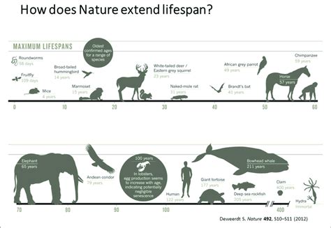 | Maximum Life Span across different species [adapted from Deweerdt ...