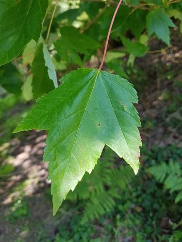 Dendrology Trees Flashcards Quizlet