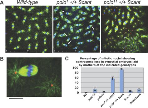 Scant Interacts Genetically With Polo Leading To Mitotic Defects In