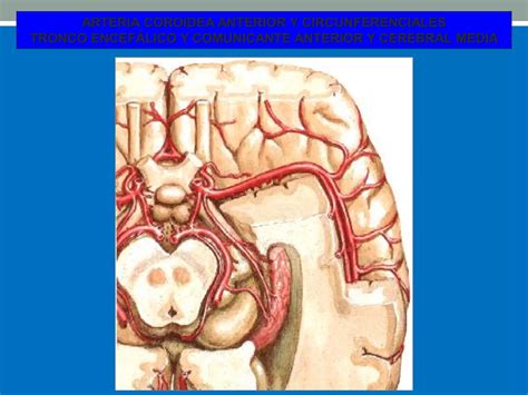 Vascularizaci N Del Sistema Nervioso Central Ppt